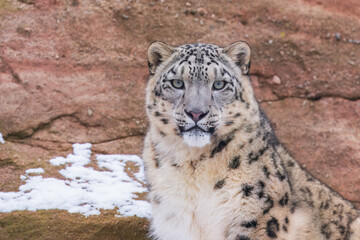 One of most beautiful big cat, snow leopard - Irbis, Uncia uncia, Close up portrait, 