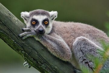 Portrait of ring tailed lemur