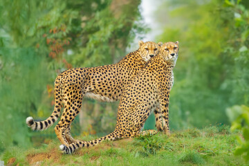 Close-up of a cheetah resting in the grasslands, with intense eyes scanning the surroundings. The sleek, spotted fur and alert gaze capture the essence of this majestic predator in its natural habita