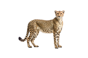 Cheetah in front of a white background