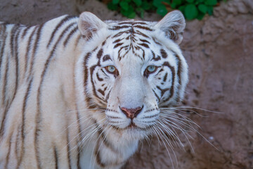 The white tiger or bleached tiger is a leucistic pigmentation variant of the mainland Asian tiger. It is reported in the wild from time to time in the Indian states of Madhya Pradesh, Assam