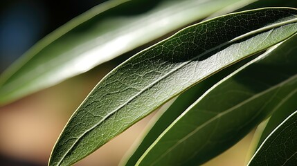 Obraz premium silvery olive leaf