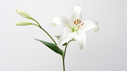 composition lily white background