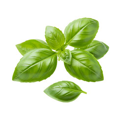 Obraz premium Fresh Green Basil Leaves Isolated on Black Background Culinary Herb Ingredient Food Diet Leaf Spice 