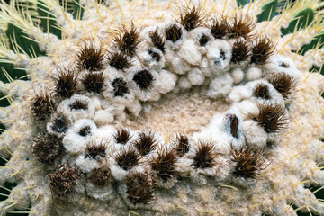 Top part of Golden barrel cactus (Echinocactus grusonii) with spines and thorns. Close up beautiful...