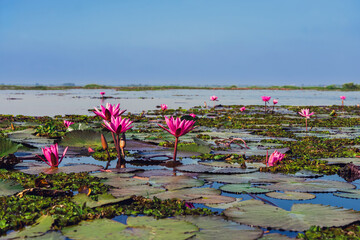 Scenic beautiful view nature of Red Lotus Lake. Pink water lilies nymphaeaceae blooming on the...