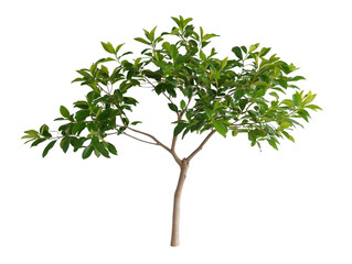 A tree with green leaves is standing alone on a white background. The tree is tall and slender, with a strong trunk and branches reaching out in different directions