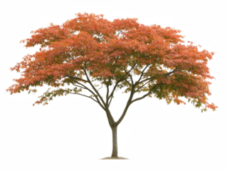 A large tree with red leaves stands alone on a white background. The tree is the main focus of the image, and its vibrant red leaves create a sense of warmth and energy