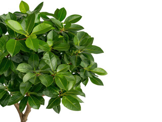 A tree with green leaves is shown on a white background. The tree is tall and has a lot of leaves. The leaves are green and shiny, and they are spread out in a way that makes the tree look full