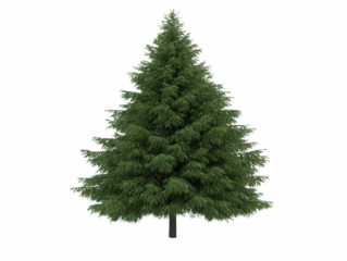A large green pine tree stands alone on a white background. The tree is tall and has a triangular shape, with its branches reaching out in all directions. Concept of peace and tranquility
