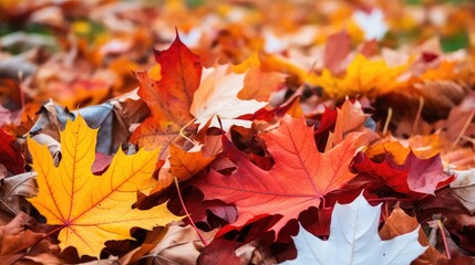 Fototapeta premium vibrant pile of leaves