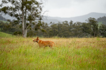 farming meadow landscape on a farm in australia