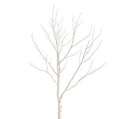 Fototapeta premium A tree with no leaves is standing in a white background. The tree is bare and has no foliage