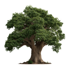 Fototapeta premium A large tree with green leaves and a brown trunk. The tree is the main focus of the image and it is the only object in the scene. The tree is surrounded by a white background