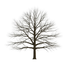Fototapeta premium A large tree with no leaves is standing alone on a white background. The tree appears to be bare and lifeless, giving the image a somber and desolate mood