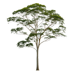 Obraz premium A large tree stands alone on a white background. The tree is tall and has a lot of green leaves. The image has a peaceful and serene mood, as the tree is the only object in the scene