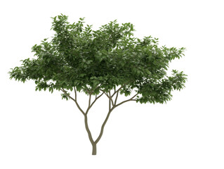 Obraz premium A tree with green leaves is shown on a white background. The tree is the main focus of the image, and it is a large, healthy tree