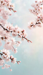 Fototapeta premium Spring Blossoms: Soft Pastel Cherry Blossom Branches on a Light Blue Background