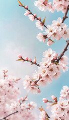 Fototapeta premium Spring Blossoms: Soft Pink Cherry Flowers Against a Pastel Blue Sky
