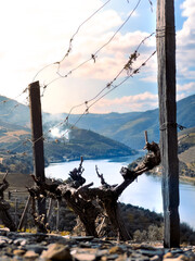 Viewpoint view of terraced vineyards and old vine at romantic in Douro valley near Pinhao village,...