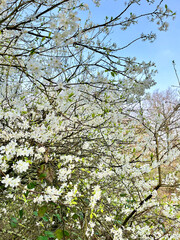 Wild cherry white