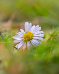Obraz premium Gänseblümchen in der Wiese