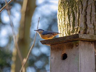 Selective focus of wood nuthatch bird in its natural habitat perched on birdhouse in winter, The Eurasian nuthatch (Boomklever) is a small passerine bird found throughout the Palearctic and in Europe.