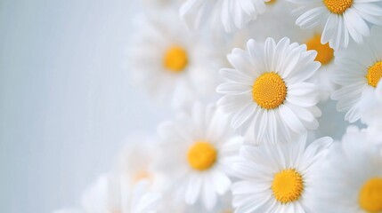 Obraz premium Bright daisies with yellow centers, vibrant floral arrangement, perfect for spring themes or cheerful background designs.