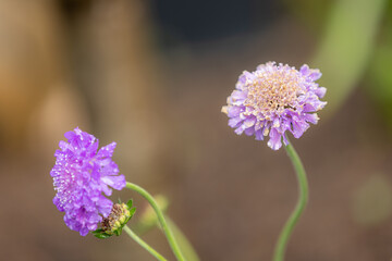 Two scabious (scabiosa) blooms with dew on delicate petals in a lush garden setting