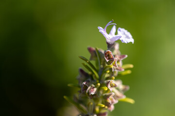 Blooming rosemary (salvia rosmarinus)flowers capture delicate beauty in a garden setting