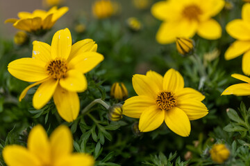 Bright yellow tickseed (Bidens ferulifolia) flowers thriving in a lush garden setting