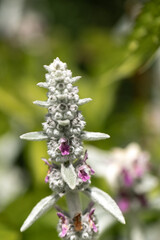 Woolly hedgenettle (Stachys byzantina) blooms attract pollinators in a vibrant garden setting