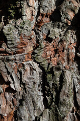 Bark texture 