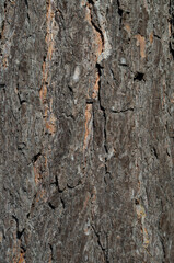 bark of a tree