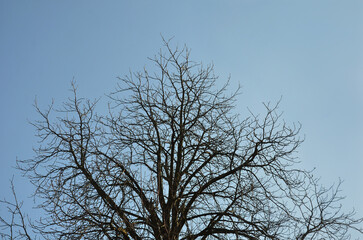 Black silhouettes of leafless tree branches on a blue sky background. Early spring  leafless tree branches  environment .