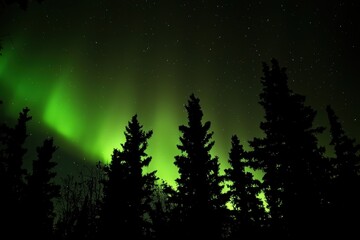 Fototapeta premium Ethereal Aurora Borealis Over Dark Silhouetted Pine Forest Night Sky