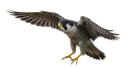 Falcon Flying with Wings Spread on Clear Day for Wildlife