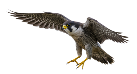Falcon Flying with Wings Spread on Clear Day for Wildlife