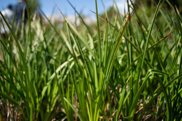daisy flowers in a garden in australia