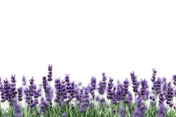Naklejka premium Stunning Lavender Field in Full Bloom