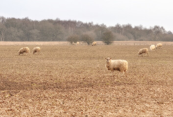 Grazing sheep. © Jack Cousin