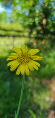 Yellow tall flower with tiny petals