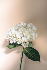 White hydrangea on a beige background in the rays of sunlight. Greeting card template with copy space. Beautiful floral background for birthday, wedding day, women's day, mother's day.
