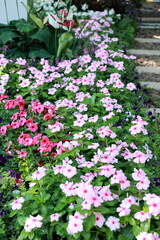 Cayenne Jasmine flowers exposed to sunlight in garden. Madagascar Periwinkle with pale pink, deep pink flowers. Vinca with glossy dark green leaves, white midribs. Tolerant to all weather conditions. 