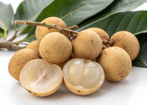 Harvesting fresh langsat fruits with light brown skin and translucent flesh in tropical gardens for culinary enjoyment