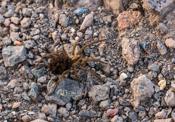 Mother’s Burden – Brown Spider Carrying Her Babies