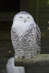 Snowy owl