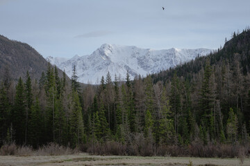 snowy mountain peaks and green forest