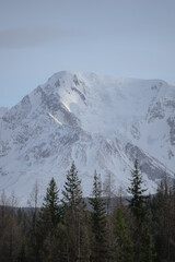 snowy tops of the Altai mountain forest
