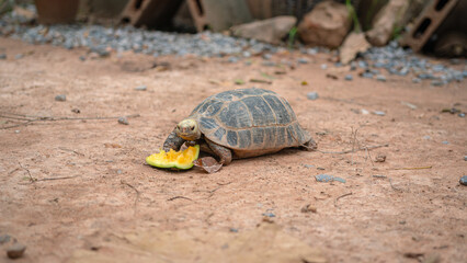 A turtle is eating pumpkin on dirt ground. Animal and wildlife in nature portrait.